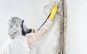 Professional Mold Removal in Boron, CA